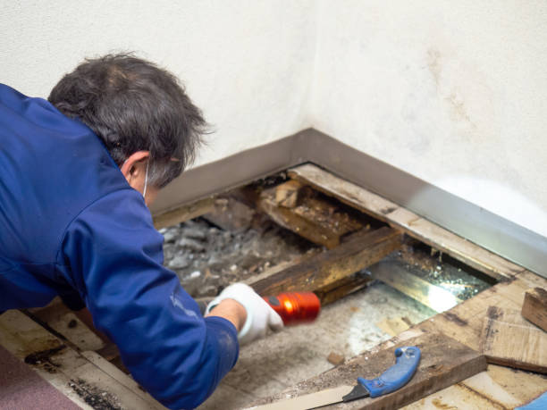 Best Mold Remediation Experts  in Provo, UT