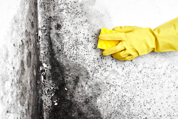 Best Mold Testing  in Provo, UT