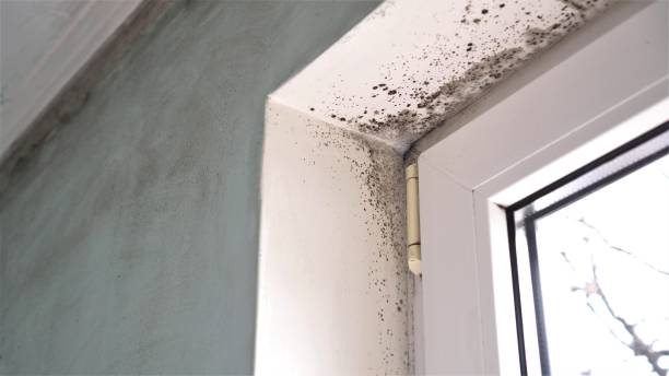 Best Office Mold Removal Services  in Provo, UT