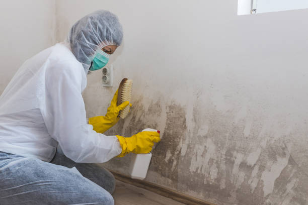 Best Certified Mold Removal  in Provo, UT
