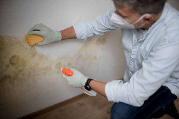 Best Crawl Space Mold Removal  in Provo, UT