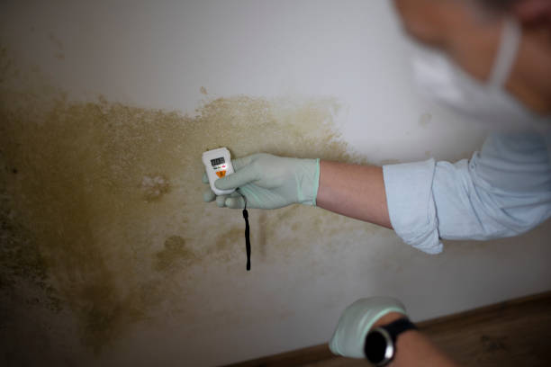 Best Residential Mold Removal  in Provo, UT