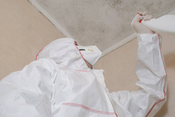 Professional Mold Removal in Provo, UT
