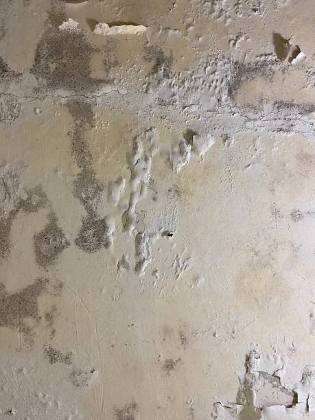 Mold Testing and Removal in Provo, UT