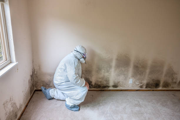 Best Commercial Mold Removal  in Provo, UT