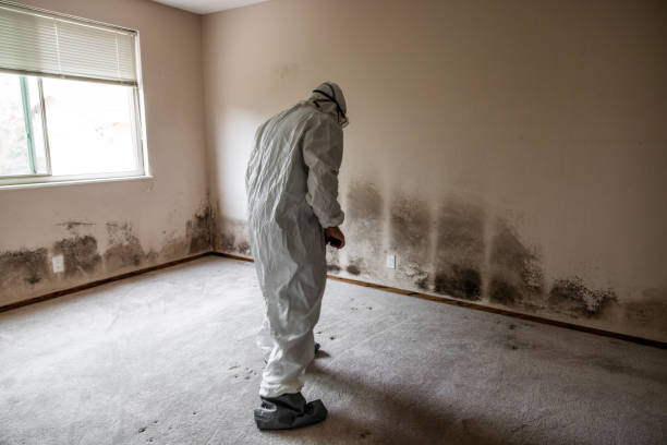 Best Black Mold Removal  in Provo, UT