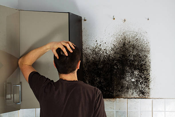 Best Mold Damage Repair  in Provo, UT