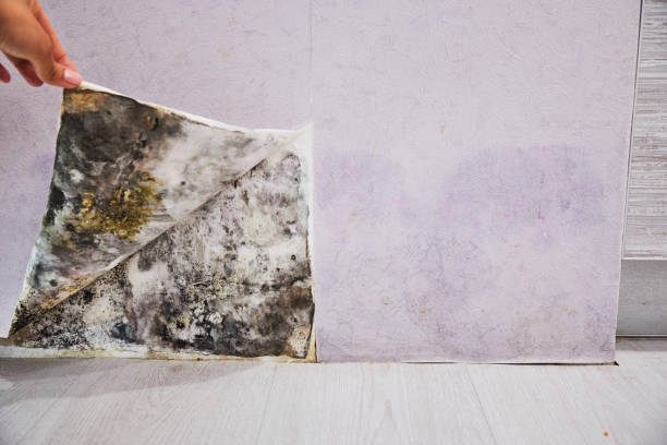 Best Mold Removal Specialists  in Provo, UT